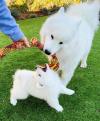 Puppies for sale Ireland, Cork , SAMOYED