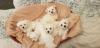 Puppies for sale Russia, Blagoveshchensk Maltese