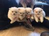 Puppies for sale United Kingdom, Maine Pomeranian Spitz
