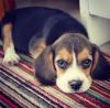 Puppies for sale Austria, Graz Beagle