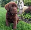 Puppies for sale United Kingdom, Birmingham Labrador