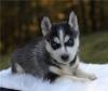 Puppies for sale United Kingdom, Nottingham , Pomsky