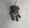 Puppies for sale Netherlands, Groningen Labrador