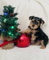 Puppies for sale United Kingdom, Maine Yorkshire Terrier