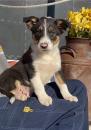 Puppies for sale Italy, Rovigo Border Collie