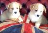 Puppies for sale Cyprus, Larnaca , corgi welsh pembroke