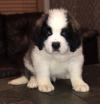 Puppies for sale Moldova, Chisinau Other breed