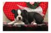 Puppies for sale Estonia, Tallinn Boston Terrier