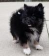 Puppies for sale Sweden, Leksand Pomeranian Spitz