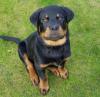 Puppies for sale Lithuania, Elektrenai Rottweiler