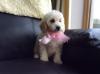 Puppies for sale Cyprus, Limassol Poodle