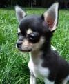 Puppies for sale Belarus, Mogilev Chihuahua