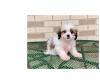 Puppies for sale Cyprus, Paphos Lhasa Apso