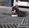 Puppies for sale Slovakia, Gottwald Chihuahua