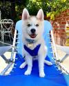 Puppies for sale Georgia, Georgia Other breed