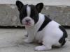 Продам щенка Lithuania, Silute French Bulldog