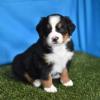 Puppies for sale Italy, Verona Bernese Mountain Dog