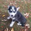 Puppies for sale Canada, Quebec , Siberian Husky