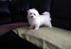 Puppies for sale United Kingdom, Manchester Maltese