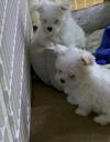 Puppies for sale United Kingdom, Birmingham Maltese