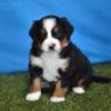 Puppies for sale Italy, Parma Bernese Mountain Dog