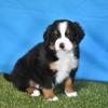 Puppies for sale Italy, Venice Bernese Mountain Dog