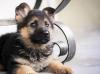 Puppies for sale Cyprus, Paphos German Shepherd Dog