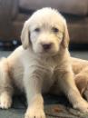 Puppies for sale Latvia, Liepaja , labrador