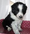 Puppies for sale Poland, Grudenets Australian Shepherd