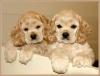 Puppies for sale Czech Republic, Bridge Cocker Spaniel