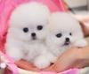 Puppies for sale Russia, Nalchik Pomeranian Spitz