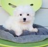 Puppies for sale United Kingdom, Blackpool Maltese