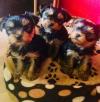 Puppies for sale Netherlands, Bergen aan Zee Yorkshire Terrier
