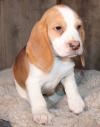 Puppies for sale France, Strasbourg Beagle