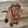 Puppies for sale Belarus, Maladzyechna Labrador