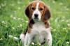 Puppies for sale Cyprus, Paphos Beagle