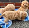 Puppies for sale Cyprus, Limassol Mixed breed, Cavapoo
