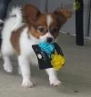 Puppies for sale Cyprus, Limassol Papillon and Phalene