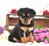 Puppies for sale Sweden, Leksand Rottweiler