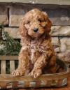 Puppies for sale Germany, Aihvald , COCKAPOO