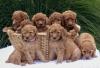 Puppies for sale Latvia, Bauska Poodle