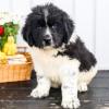 Puppies for sale Canada, Manitoba Newfoundland