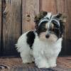 Puppies for sale Cyprus, Limassol Other breed, biewer Terrier