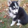 Puppies for sale Portugal, Almeida , SIBERIAN HUSKY