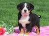 Puppies for sale Cyprus, Paphos Great Swiss mountain Dog