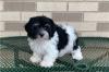 Puppies for sale Portugal, Port Havanese