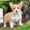 Puppies for sale Portugal, Almeida , WELSH CORGI, PEMBROKE