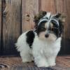 Puppies for sale Cyprus, Ayia Napa Other breed, biewer Terrier