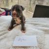 Puppies for sale Canada,  American Pit-Bull Terrier