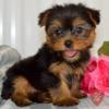 Puppies for sale USA, Puerto Rico Yorkshire Terrier